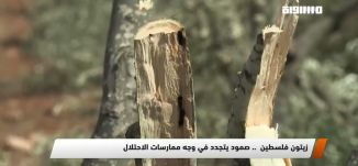 مراسلون مساواة : زيتون فلسطين  .. صمود يتجدد في وجه ممارسات الاحتلال